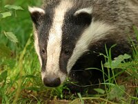 Meles meles 60, Das, Saxifraga-Mark Zekhuis