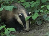 Meles meles 61, Das, Saxifraga-Mark Zekhuis