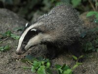Meles meles 64, Das, Saxifraga-Mark Zekhuis