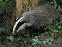 Meles meles 65, Das, Saxifraga-Mark Zekhuis