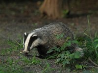 Meles meles 66, Das, Saxifraga-Mark Zekhuis