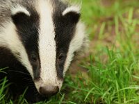 Meles meles 67, Das, Saxifraga-Mark Zekhuis