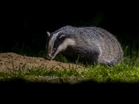 European badger foraging at sett  European badger (Meles meles) foraging in front of sett in the darkness at night : Netherlands, animal, badger, black, british, cone, countryside, dark, darkness, den, england, environment, europe, european, fauna, flash, floor, foraging, forest, funny, fur, great, green, grey, life, looking, mammal, meles, mustelidae, natural, nature, night, nocturnal, one, pine, plants, predator, set, sett, shot, sniffing, species, stripes, uk, white, wild, wildlife, wood, woodland, worms