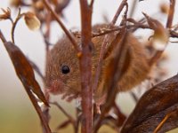 Harvest mouse peeking  A harvest mouse is peeking from a dead plant : Micromys minutus, Netherlands, animal, brown, climbing, cute, ears, environment, european, fauna, green, habitat, harvest mouse, holland, leaf, litter, macro, mammal, micromys, mouse, natural, nature, peeking, plant, rodent, sitting, small, watching, wild, wildlife, yellow