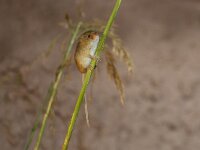 Micromys minutus 14, Dwergmuis, Saxifraga-Luc Hoogenstein : Dwergmuis