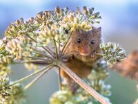 Eurasian Harvest mouse feeding on seeds  Eurasian Harvest mouse (Micromys minutus) feeding on seeds of cow parsley (Anthriscus sylvestris) and looking in the camera : Netherlands, adorable, agriculture, animal, autumn, background, balance, beautiful, climbing, close, close-up, color, colorful, colour, countryside, creature, cute, domestic, eat, eating, environment, farm, field, fluffy, foraging, funny, habitat, harvest, house, little, looking, love, mammal, mice, micromys, minutus, mouse, natural, nature, one, paw, pest, rodent, seed, seeds, shy, small, tiny, wild, wildlife