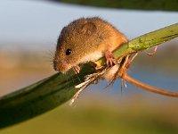 Harvest mouse is looking in the camera from reed stem  Harvest mouse (Micromys minutus) is looking in the camera from reed stem : animal, balance, british, brown, burrows, cane, cheese, close-up, color, colorful, countryside, cultivation, cute, domestic, dwarf, farm, field, flavor, flavorful, fluffy, fur, habitat, hair, harvest, house, little, mammal, micromys, minutus, mouse, natural, nature, nose, paw, pest, reed, rodent, shy, small, stem, sweet, tail, uk, wild, wildlife