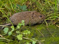 Vield vole (Microtus agrestis) in natural habitat  Vield vole (Microtus agrestis) kept in hand by researcher : Microtus, agrestis, animal, biology, brown, close-up, color, countryside, cute, ecology, fauna, field, grass, green, habitat, mammal, mouse, natural, nature, pest, rodent, small, sweet, uk, vole, wild, wildlife