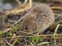 Microtus arvalis 1, Veldmuis, Saxifraga-Rudmer Zwerver