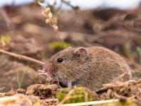 Common Vole (Microtus arvalis) in a Field  Common Vole (Microtus arvalis) in it's Natural Rural Open Habitat : Microtus, Netherlands, animal, arvalis, background, bank, biology, brown, closeup, common, country, countryside, cute, ecology, fauna, field, forest, fur, germany, grass, green, habitat, leaf, macro, mammal, mice, mouse, natural, nature, pest, rodent, rural, sitting, small, sweet, tailed, uk, vole, wild, wildlife