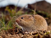 Common Vole (Microtus arvalis) on the ground in a field  Common Vole (Microtus arvalis) in it's Natural Rural Open Habitat : Microtus, Netherlands, animal, arvalis, background, bank, biology, brown, closeup, common, country, countryside, cute, ecology, fauna, field, forest, fur, germany, grass, green, habitat, leaf, macro, mammal, mice, mouse, natural, nature, pest, rodent, rural, sitting, small, sweet, tailed, uk, vole, wild, wildlife