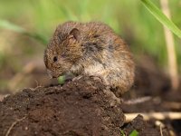 Microtus arvalis 2, Veldmuis, Saxifraga-Rudmer Zwerver