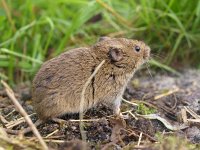 Microtus arvalis 3, Veldmuis, Saxifraga-Rudmer Zwerver