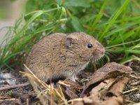 Microtus arvalis 4, Veldmuis, Saxifraga-Rudmer Zwerver