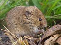 Microtus arvalis 5, Veldmuis, Saxifraga-Rudmer Zwerver