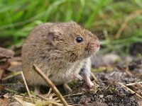 Microtus arvalis 6, Veldmuis, Saxifraga-Rudmer Zwerver