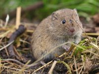 Microtus arvalis 8, Veldmuis, Saxifraga-Rudmer Zwerver