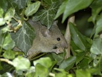 Microtus arvalis 9, Veldmuis, Saxifraga-Piet Munsterman