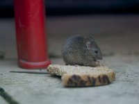 Mus musculus 10, Huismuis, Saxifraga-Luc Hoogenstein  Een huismuis geniet van een boterham op het balkon : mus musculus, slice of bread, boterham, Nederland, animal, straat, mouse, Lunetten, brood, muis, balcony, huismuis, city, house mouse, bread, stad, city nature, zoogdier, utrecht, mammal, street, balkon, dier, stadsnatuur, The Netherlands