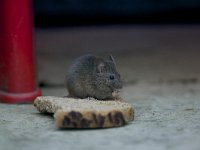 Mus musculus 3, Huismuis, Saxifraga-Luc Hoogenstein  Een huismuis geniet van een boterham op het balkon : brood, city nature, Nederland, dier, huismuis, animal, The Netherlands, utrecht, zoogdier, stad, straat, slice of bread, city, mammal, balcony, mouse, mus musculus, stadsnatuur, balkon, boterham, Lunetten, muis, street, house mouse, bread