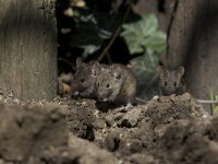 Mus musculus 4, Huismuis, Saxifraga-Luc Hoogenstein