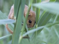 Muscardinus avellanarius, Common Dormouse