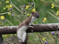 Mustela erminea 11, Hermelijn, Saxifraga-Luuk Vermeer