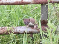 Mustela erminea 13, Hermelijn, Saxifraga-Luuk Vermeer