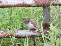 Mustela erminea 14, Hermelijn, Saxifraga-Luuk Vermeer