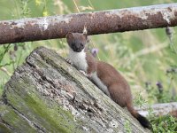 Mustela erminea 16, Hermelijn, Saxifraga-Luuk Vermeer