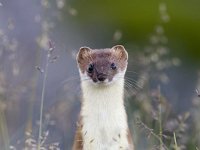 Mustela erminea 2, Hermelijn, Saxifraga-Mark Zekhuis