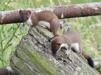 Mustela erminea 20, Hermelijn, Saxifraga-Luuk Vermeer