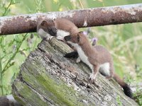 Mustela erminea 22, Hermelijn, Saxifraga-Luuk Vermeer