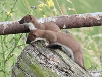 Mustela erminea 23, Hermelijn, Saxifraga-Luuk Vermeer