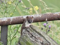 Mustela erminea 26, Hermelijn, Saxifraga-Luuk Vermeer