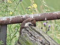 Mustela erminea 27, Hermelijn, Saxifraga-Luuk Vermeer