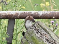 Mustela erminea 31, Hermelijn, Saxifraga-Luuk Vermeer