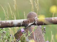 Mustela erminea 32, Hermelijn, Saxifraga-Luuk Vermeer