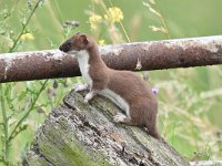 Mustela erminea 34, Hermelijn, Saxifraga-Luuk Vermeer