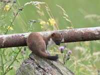 Mustela erminea 36, Hermelijn, Saxifraga-Luuk Vermeer