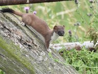 Mustela erminea 37, Hermelijn, Saxifraga-Luuk Vermeer