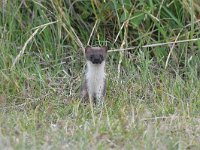 Mustela erminea 4, Hermelijn, Saxifraga-Luuk Vermeer