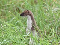 Mustela erminea 40, Hermelijn, Saxifraga-Luuk Vermeer