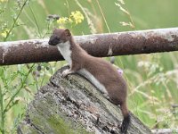 Mustela erminea 44, Hermelijn, Saxifraga-Luuk Vermeer