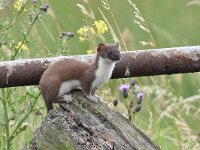 Mustela erminea 45, Hermelijn, Saxifraga-Luuk Vermeer