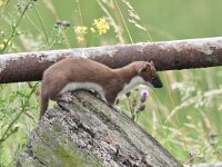 Mustela erminea 46, Hermelijn, Saxifraga-Luuk Vermeer