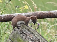 Mustela erminea 47, Hermelijn, Saxifraga-Luuk Vermeer