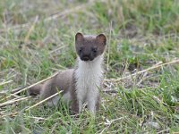 Mustela erminea 49, Hermelijn, Saxifraga-Luuk Vermeer