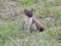 Mustela erminea 6, Hermelijn, Saxifraga-Luuk Vermeer