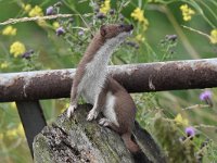 Mustela erminea 9, Hermelijn, Saxifraga-Luuk Vermeer